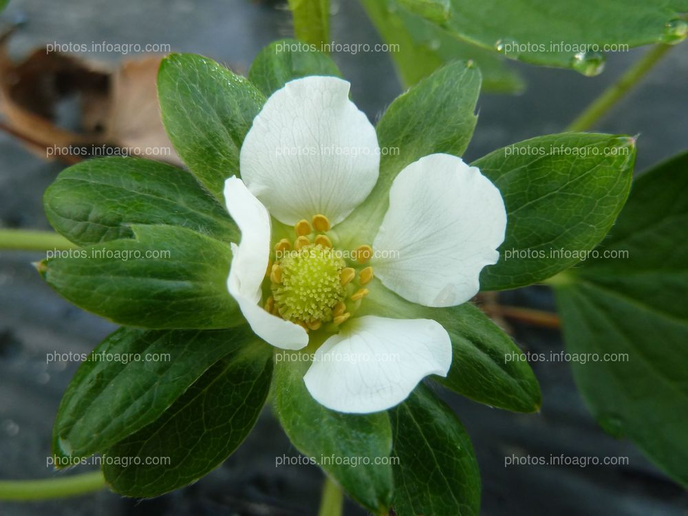 Flor de la fresa no polinizada