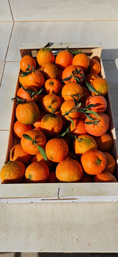 Mandarina Oronule