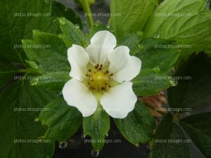 Flor de la fresa polinizada