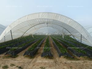 Fresas en cepellón en un macrotúnel