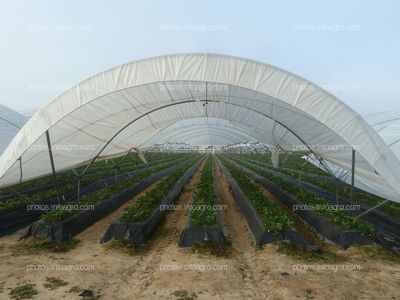 Fresas en cepellón en un macrotúnel