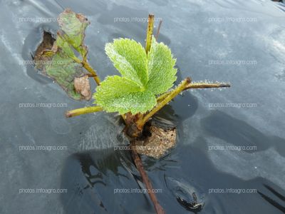 Planta de la fresa de raíz desnuda con 8 días