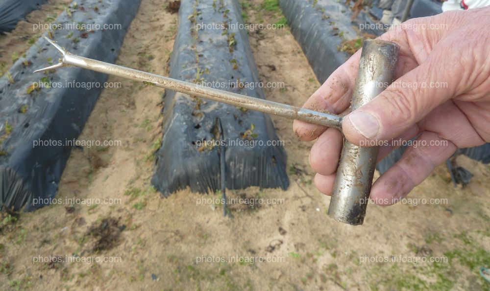 Herramienta para el trasplante de la fresa