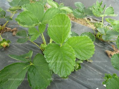 Hojas de la planta de la fresa