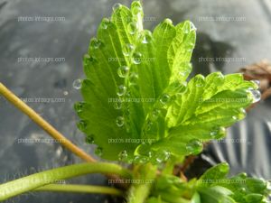 Hojas de la planta de la fresa