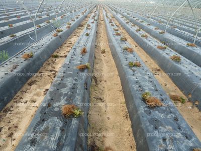 Manojos de raíces de la fresa dispersos para el trasplante