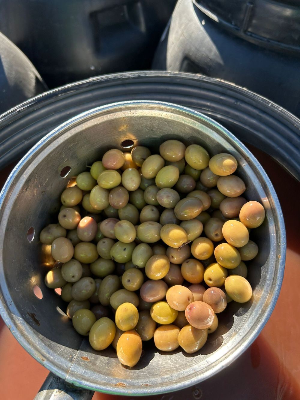 Green Spanish Manzanilla olives