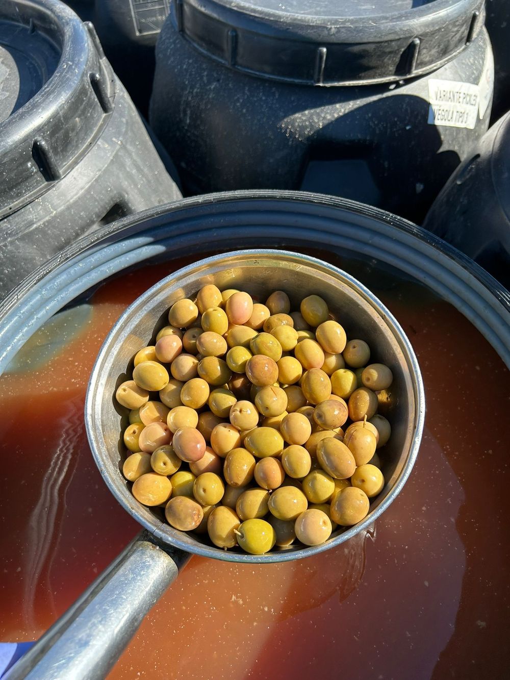 Manzanilla olives