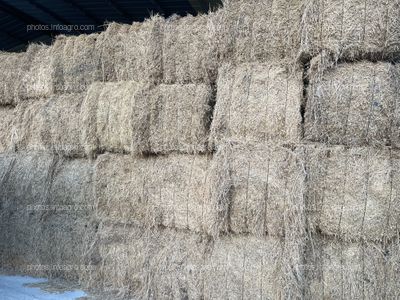 Alfalfa ecológica en rama 