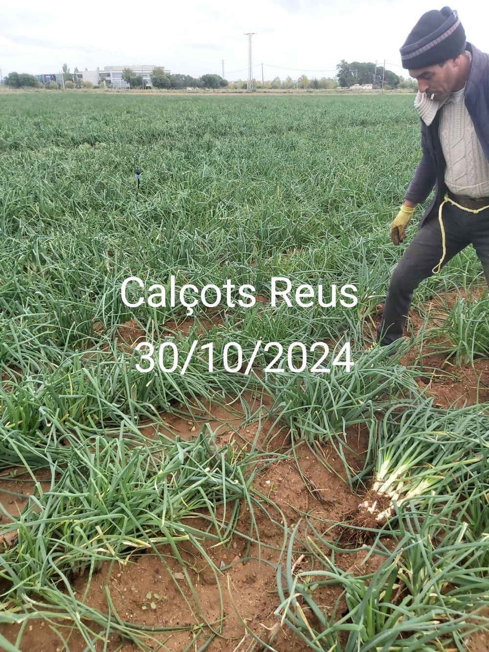 Calcots Reus