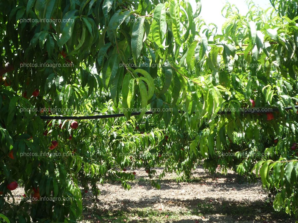 Sistema de riego para el cultivo de nectarinas
