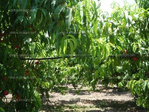 Sistema de riego para el cultivo de nectarinas