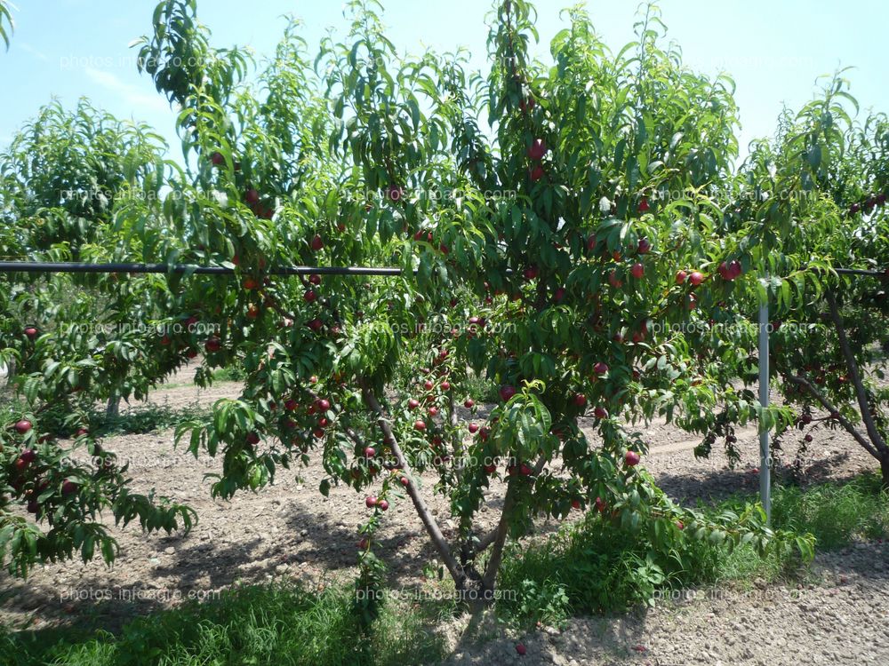 Sistema de riego para el cultivo de nectarinas