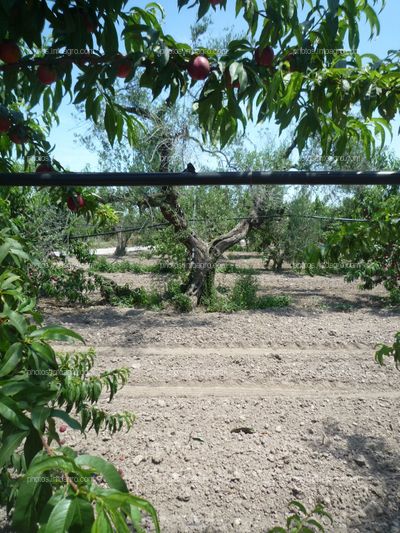 Sistema de riego para el cultivo de nectarinas