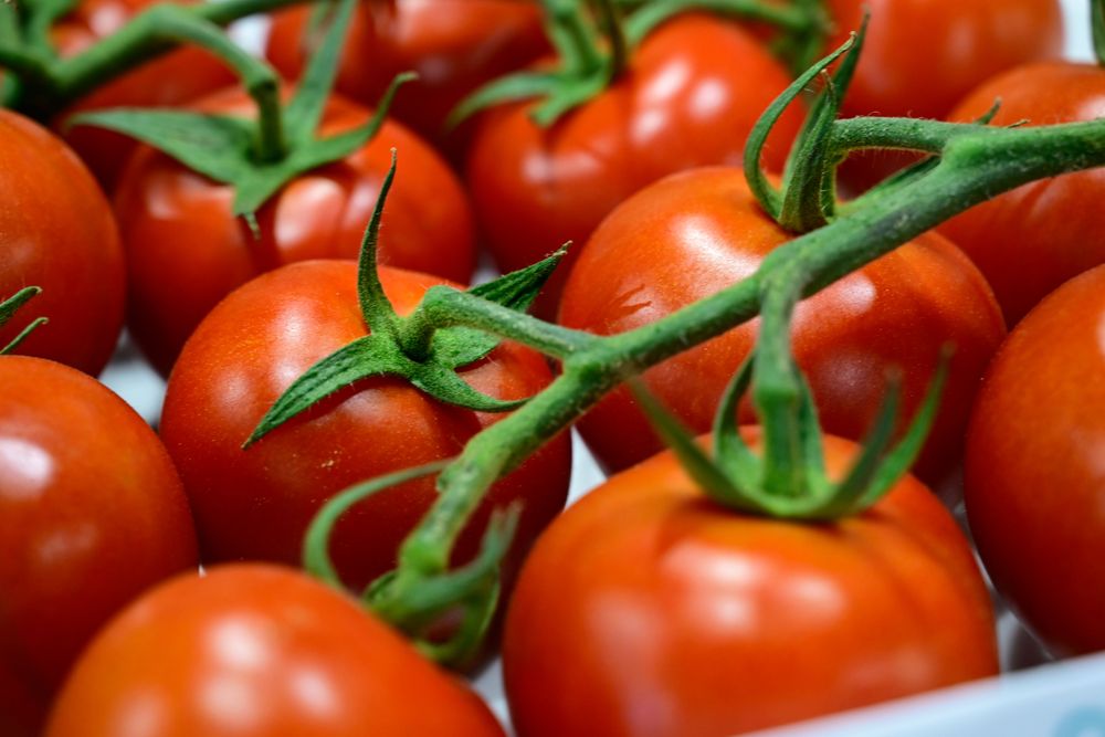 Tomates mostrados en el stand de una de las empresas expositoras en Infoagro Exhibition 2025