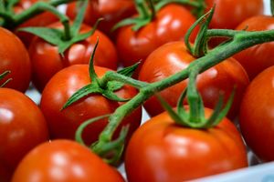 Tomates mostrados en el stand de una de las empresas expositoras en Infoagro Exhibition 2025