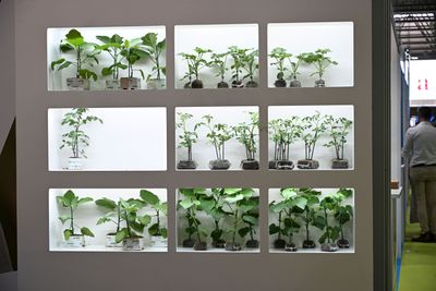 Plantas mostradas en el stand de uno de los expositores de Infoagro Exhibition 2025