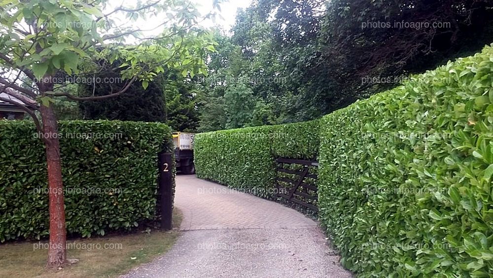 Cerco vivo, limoncillo Ornamental