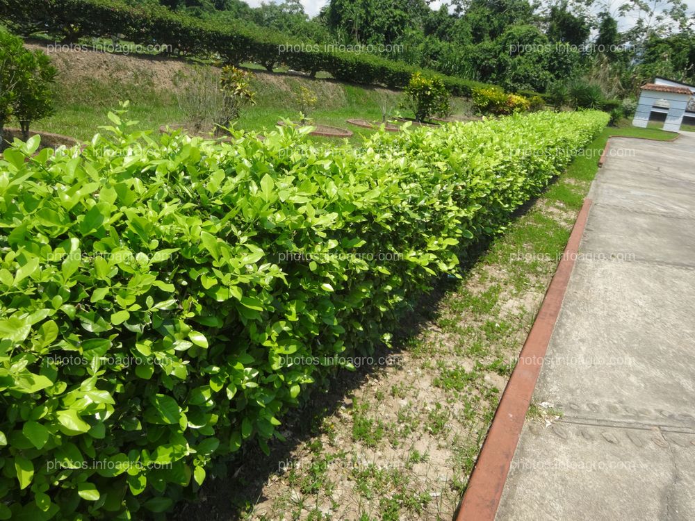Cerco vivo, limoncillo Ornamental