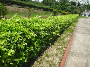 Cerco vivo, limoncillo Ornamental