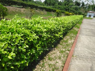 Cerco vivo, limoncillo Ornamental
