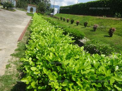 Cerco vivo, limoncillo Ornamental