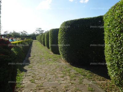 Cerco vivo, limoncillo Ornamental