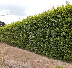 Cerco vivo, limoncillo Ornamental