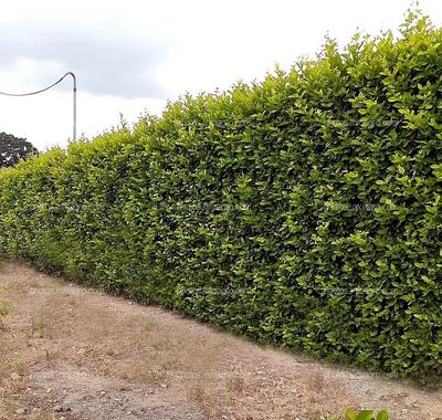 Cerco vivo, limoncillo Ornamental