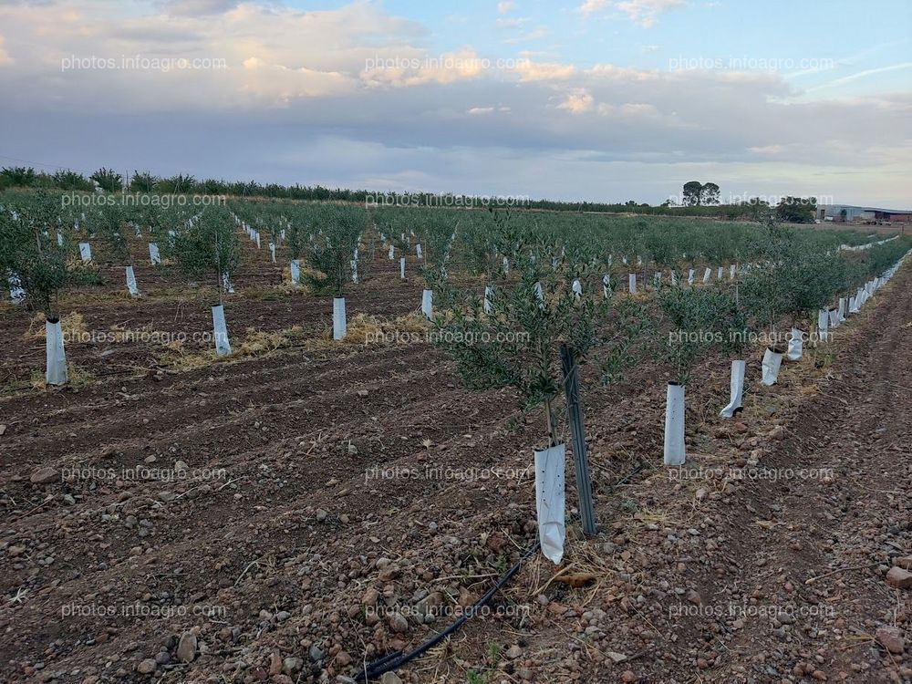 www.agricolabagbol.com  