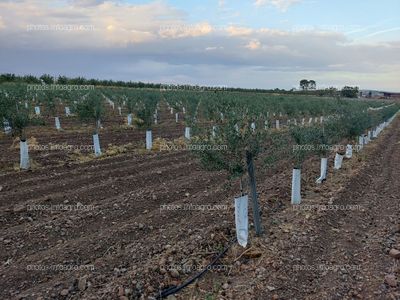 www.agricolabagbol.com  