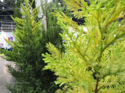 Abetos para jardín en Iberflora 2019