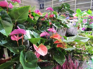 Plantas de Anthurium expuestas en Iberflora 2019