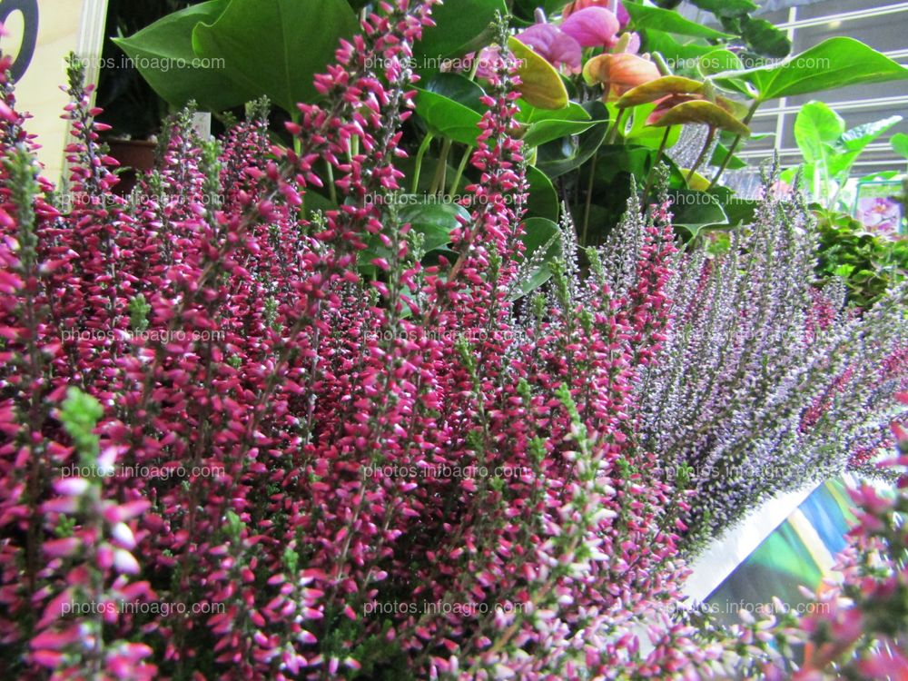 Plantas de Agastache rosa expuestas en Iberflora 2019