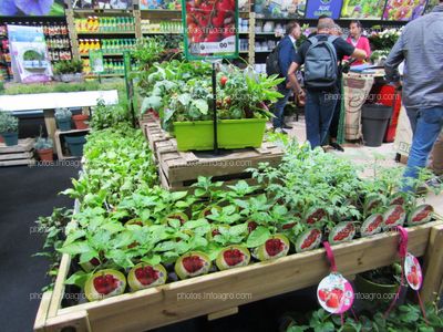 Plantas de hortalizas para cultivo doméstico en Iberflora 2019