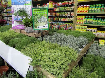 Plantas aromáticas expuestas en Iberflora 2019