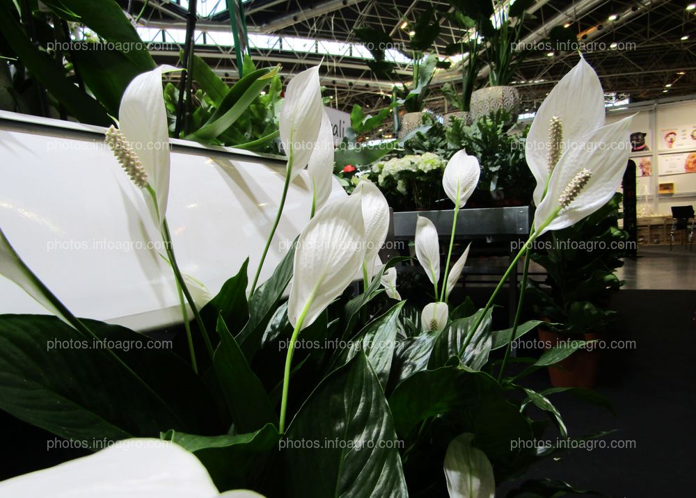 Planta de Anthurium blanca expuesta en Iberflora 2019