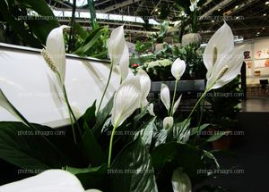 Planta de Anthurium blanca expuesta en Iberflora 2019