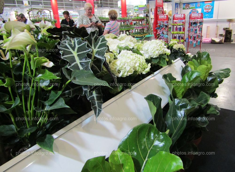 Hortensias blancas y Anthurium blanca junto a otras plantas ornamentales expuestas en Iberflora 2019