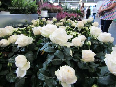 Rosales con rosas blancas expuestos en Iberlofra 2019