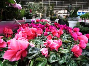 Plantas de ciclamen expuestas en Iberflora 2019