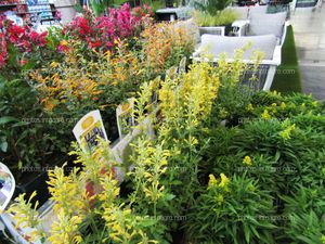 Agastaches de diferentes colores expuestos en Iberflora 2019