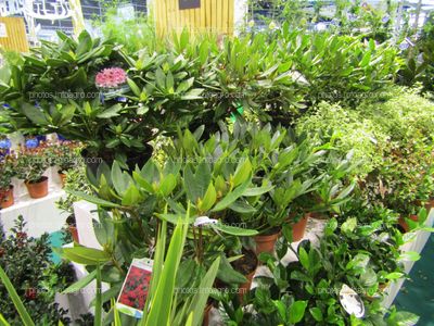 Plantas de rododrendros o azaleas, expuestas en Iberflora 2019