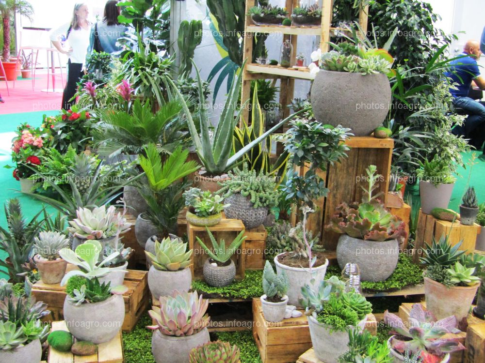 Cáctus, suculentas y plantas ornamentales expuestas en Iberflora 2019