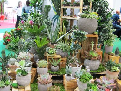 Cáctus, suculentas y plantas ornamentales expuestas en Iberflora 2019