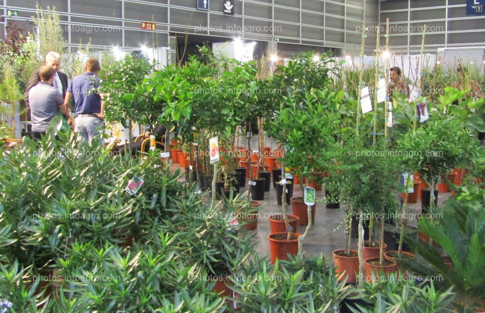 Árboles frutales para cultivo doméstico expuestos en Iberflora 2019