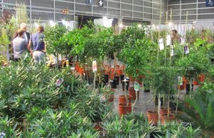 Árboles frutales para cultivo doméstico expuestos en Iberflora 2019