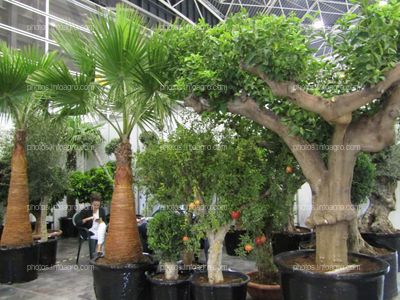 Árboles frutales y palmeras ornamentales para jardín, expuestos en Iberflora 2019