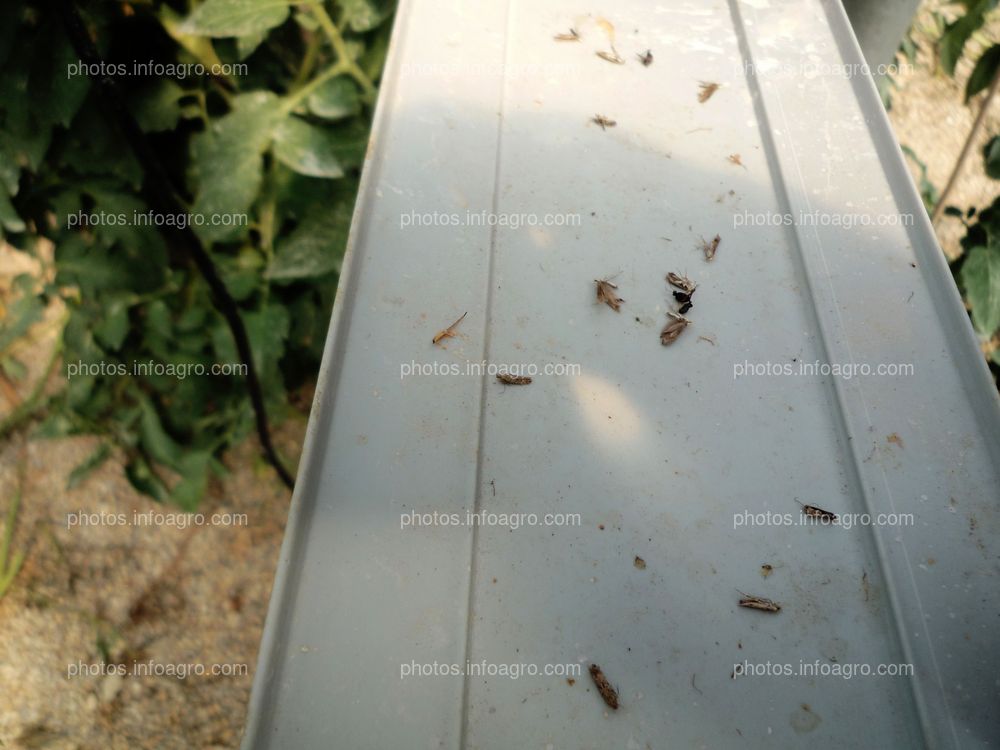 Detalle atrayente plaga en tomate