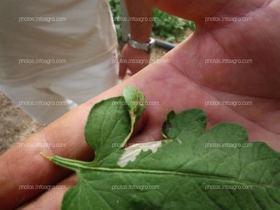 Daños tuta absoluta en tomate